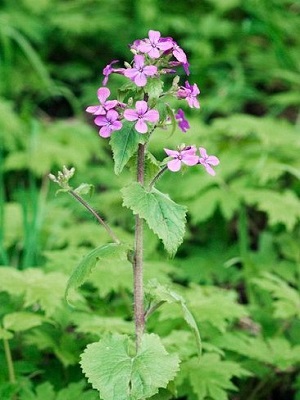 Lunaria annua